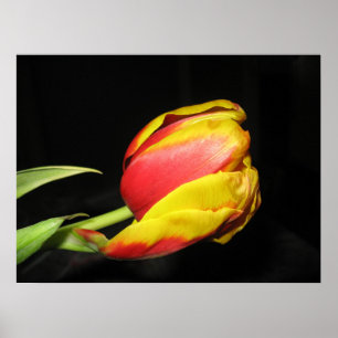 Tulp Poster