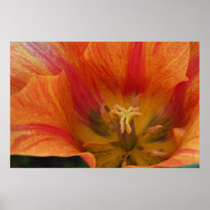 Tulp Poster