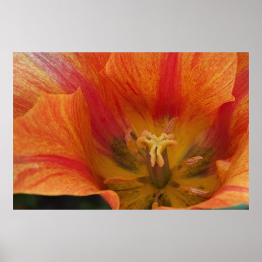 Tulp Poster (Voorkant)