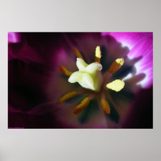 Tulp Poster