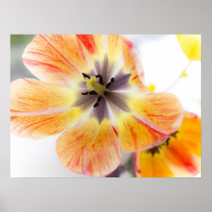 Tulp Poster 24 x 18 inch