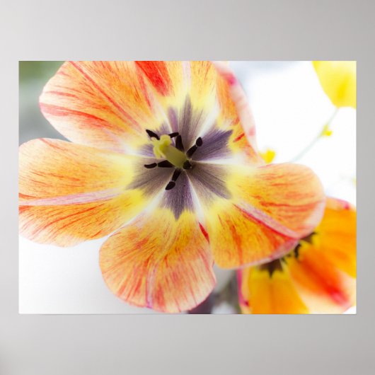 Tulp Poster 24 x 18 inch (Voorkant)