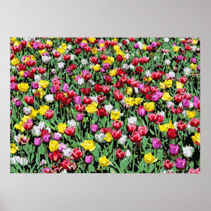 Tulp Riot — kleurrijke Tulpen Poster