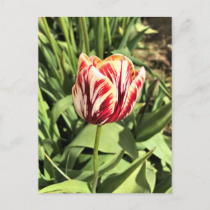 Tulp rood en wit briefkaart