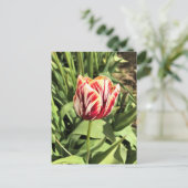 Tulp rood en wit briefkaart (Staand voorkant)