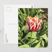 Tulp rood en wit briefkaart (Voorkant / Achterkant)
