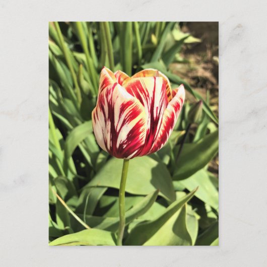 Tulp rood en wit briefkaart (Voorkant)