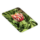 Tulp rood en wit magneet (Rechterzijde)