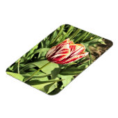 Tulp rood en wit magneet (Linkerzijde)