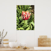 Tulp rood en wit poster (Keuken)