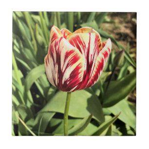 Tulp rood en wit tegeltje