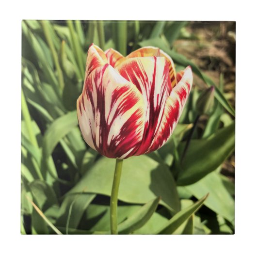 Tulp rood en wit tegeltje (Voorkant)