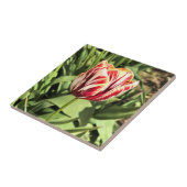 Tulp rood en wit tegeltje (Zijkant)