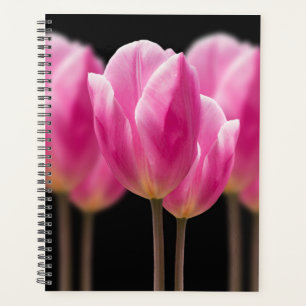 Tulp Roze Bloemen Mooi Holland Bloemen Planner