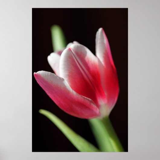 Tulp rustig poster (Voorkant)