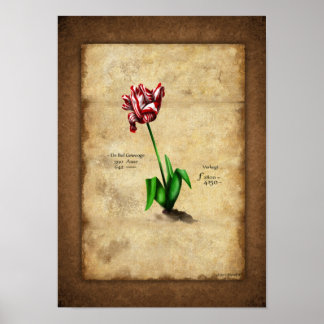 Tulp (Semper Augustus) Poster