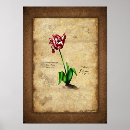 Tulp (Semper Augustus) Poster (Voorkant)