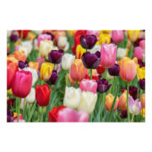 Tulp Spring Flowers Garden Floral Geel Roze Rood Foto Afdruk (Voorkant)