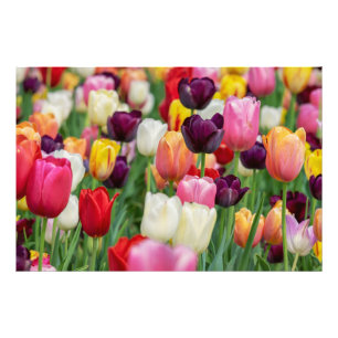 Tulp Spring Flowers Garden Floral Geel Roze Rood Foto Afdruk