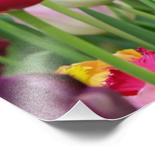 Tulp Spring Flowers Garden Floral Geel Roze Rood Foto Afdruk (Hoek)