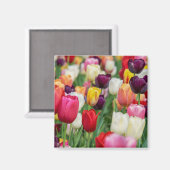 Tulp Spring Flowers Garden Floral Geel Roze Rood Magneet (Voorkant / Achterkant)