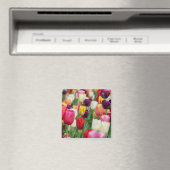 Tulp Spring Flowers Garden Floral Geel Roze Rood Magneet (Insitu (Vaatwasser))