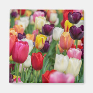 Tulp Spring Flowers Garden Floral Geel Roze Rood Magneet
