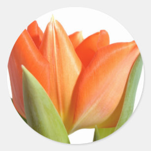 Tulp Stickers