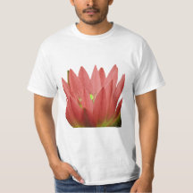 Tulp