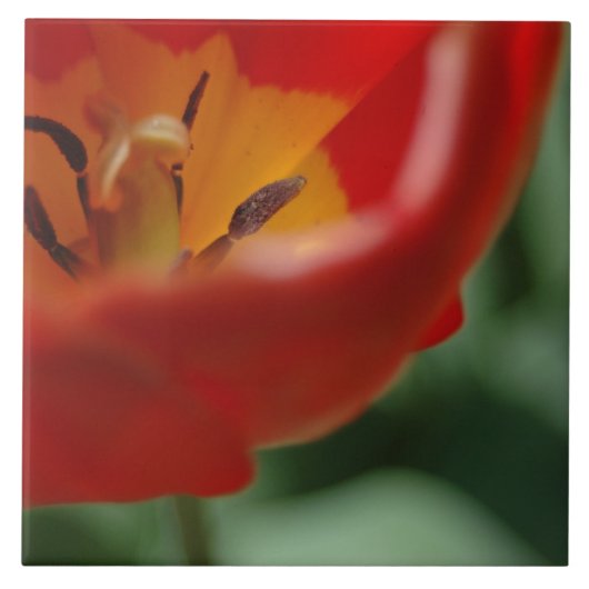 Tulp Tegeltje (Voorkant)
