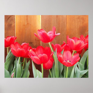 Tulp tijd poster