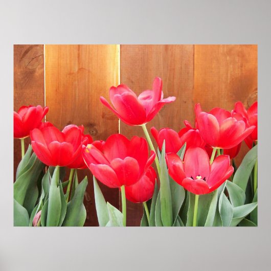 Tulp tijd poster (Voorkant)