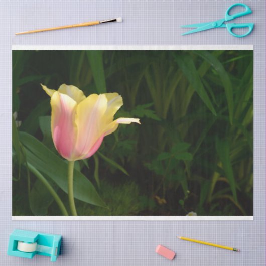Tulp Tissuepapier (Craft)