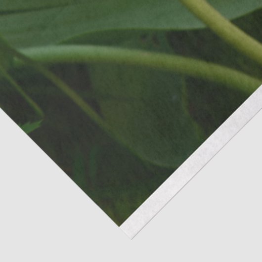 Tulp Tissuepapier (Detail)