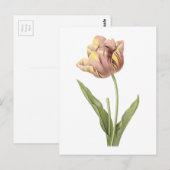 Tulp (Tulipa culta) van Redouté Briefkaart (Voorkant / Achterkant)