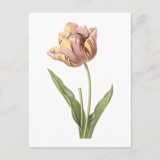 Tulp (Tulipa culta) van Redouté Briefkaart (Voorkant)