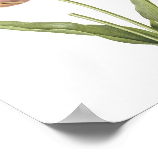 Tulp (Tulipa culta) van Redouté Poster (Hoek)