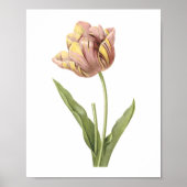 Tulp (Tulipa culta) van Redouté Poster (Voorkant)