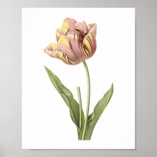 Tulp (Tulipa culta) van Redouté Poster (Voorkant)