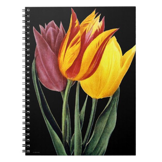 Tulp (Tulipa Gesneriana) Notitieboek (Voorkant)