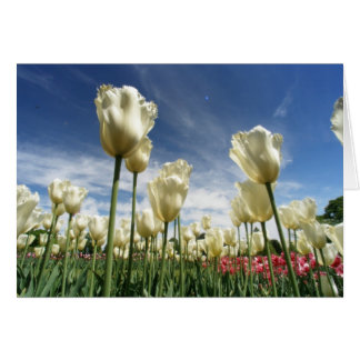Tulp Uitzicht