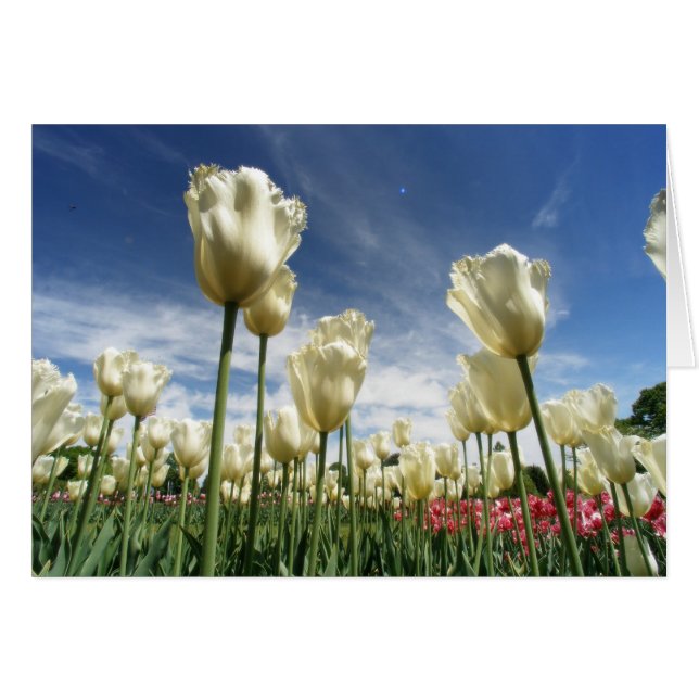 Tulp Uitzicht (Voorkant Horizontaal)