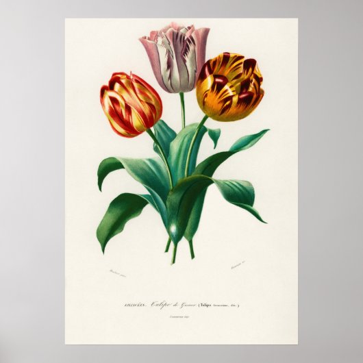 Tulp van Didier (Tulipa gesneriana) Poster (Voorkant)