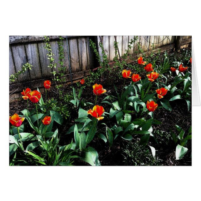 Tulp-Waterverf (Voorkant Horizontaal)