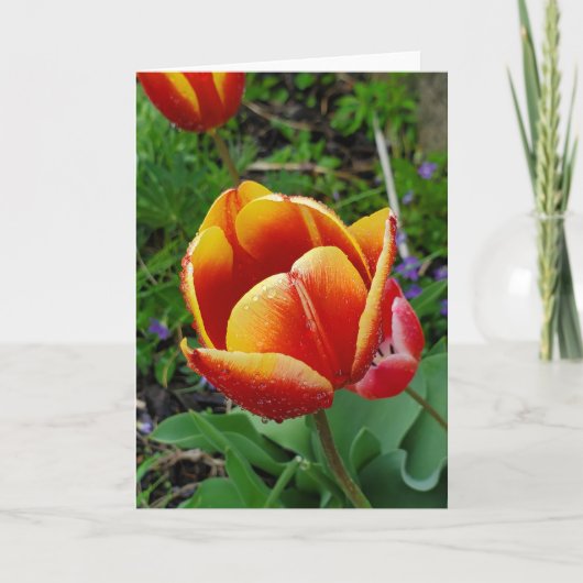 Tulp wenskaart kaart (Voorkant)
