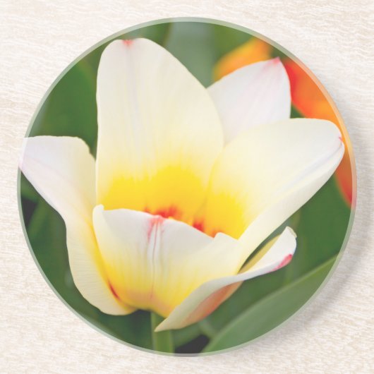 Tulp Zandsteen Onderzetter (Voorkant)
