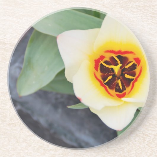 Tulp Zandsteen Onderzetter (Voorkant)