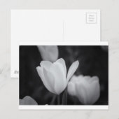 Tulp zwart-wit briefkaart (Voorkant / Achterkant)