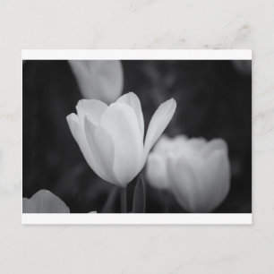 Tulp zwart-wit briefkaart