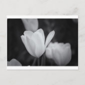 Tulp zwart-wit briefkaart (Voorkant)